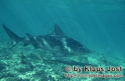 Bullenhai/Bull shark/Carcharhinus leucas        Bull shark (Carcharhinus leucas)        Together wit