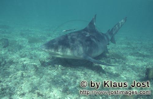 Bull shark/Carcharhinus leucas        Bull Shark on investigation off the Shark Beach        Togethe