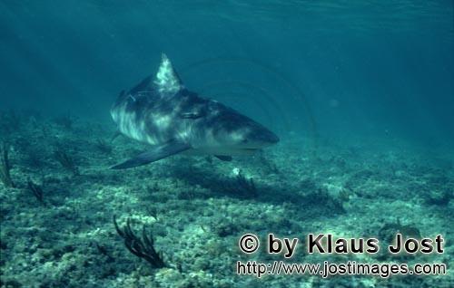 Bullenhai/Bull Shark/Carcharhinus leucas        Bull Shark (Carcharhinus leucas)</b        Together with