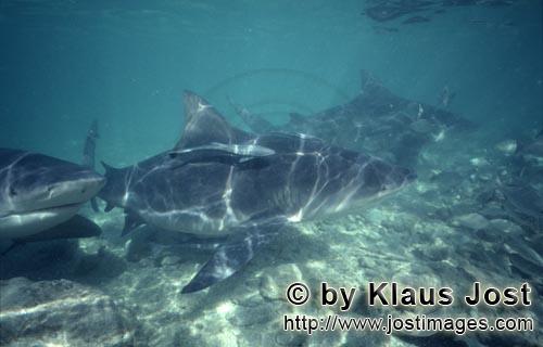 Bullenhai/Bull shark/Carcharhinus leucas        Bull sharks (Carcharhinus leucas)        Together wi