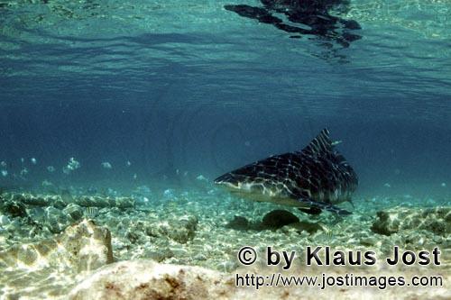 Bullenhai/Bull shark/Carcharhinus leucas        Bull Shark in shallow water        