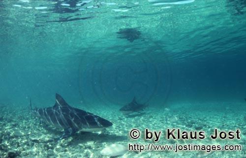 Bullenhai/Bull Shark/Carcharhinus leucas        Bull sharks        Together with the Tiger Shark and