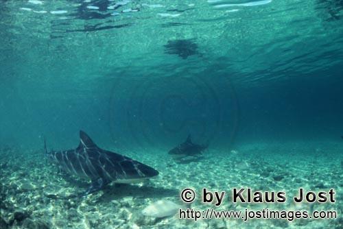 Bullenhai/Bull Shark/Carcharhinus leucas        Bull Sharks (Carcharhinus leucas)        Together wi