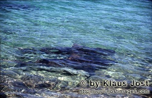 Bullenhai/Bull Shark/Carcharhinus leucas        Bull Sharks (Carcharhinus leucas)        