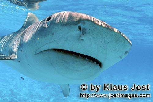 Tigerhai/Tiger shark/Galeocerdo cuvier        Tiger shark extreme close-up picture        On our boa