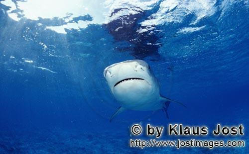 Tigerhai/Tiger shark/Galeocerdo cuvier        Tiger Shark        On our boat there is a “sports fi