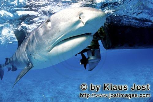 Tigerhai/Tiger shark/Galeocerdo cuvier        Tiger shark at the boat        On our boat there is a 