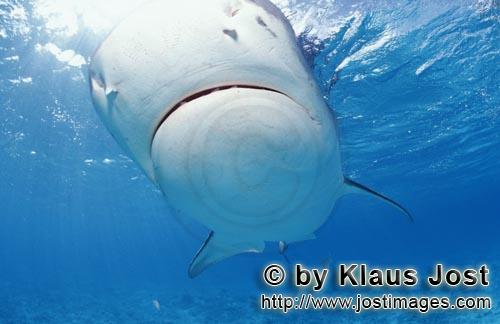 Tigerhai/Tiger shark/Galeocerdo cuvier        Tiger Shark        On our boat there is a “sports fi