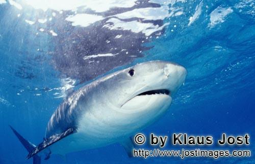 Tigerhai/Tiger shark/Galeocerdo cuvier        Tiger Shark         On our boat there is a “sports f