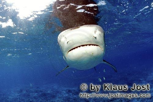 Tigerhai/Tiger shark/Galeocerdo cuvier        Tiger shark - the first impression         On our boa