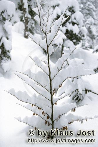 Mittenwald/Bavaria/Germany        Little beech tree in winter    
