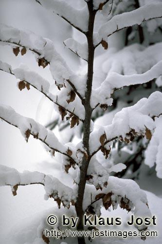 Mittenwald/Bavaria/Germany        Snowy small beech        