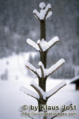        Snowy small tree