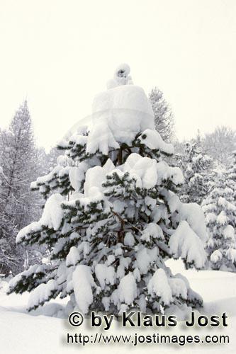 Mittenwald/Bavaria/Germany        Snow-covered fir tree     
