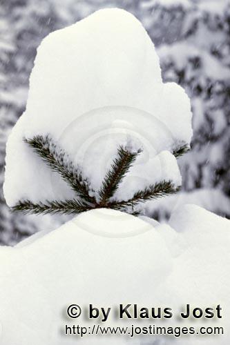 Mittenwald/Bavaria/Germany        Snow-covered pine
