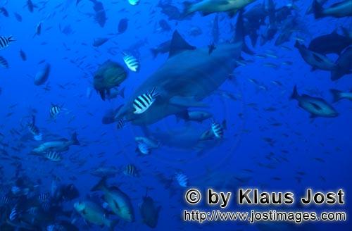 Bullenhai/Bull Shark/Carcharhinus leucas    Bullenhaie in Fischansammlung  Bull sharks    Der Stierhai o