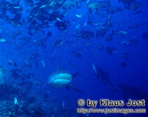 Bullenhai/Bull Shark/Carcharhinus leucas        Bullenhaie erreichen das Riff    Bull sharks        Der Stier