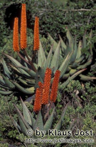 Aloe Ferox/Aloe barbadensis Miller        Wild-growing Aloe Ferox        