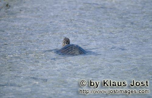 Gruene Meeresschildkroete/Green sea turtle/Chelonia mydos        Green sea turtle            