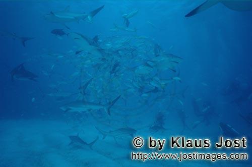 Karibischer Riffhai/Caribbean Reff Shark/Carcharhinus perezi Schwarzspitzenhai/Blacktipshark/Carcha