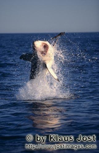 Weißer Hai/Great White shark/Carcharodon carcharias        "Flying Great White Shark" near Seal Isl