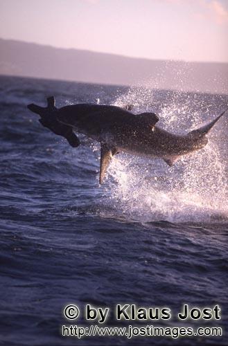 Weißer Hai/Great White shark/Carcharodon carcharias        Great white breaching near Seal Island</