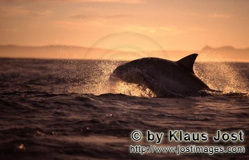 Weißer Hai/Great White shark/Carcharodon carcharias        Breaching Great White shark hunting for 