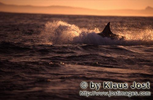 Weißer Hai/Great White shark/Carcharodon carcharias        Breaching Great White shark hunting for 