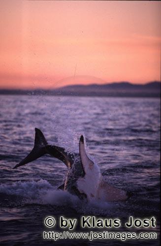 Weißer Hai/Great White shark/Carcharodon carcharias        A great white shark breaches near Seal I