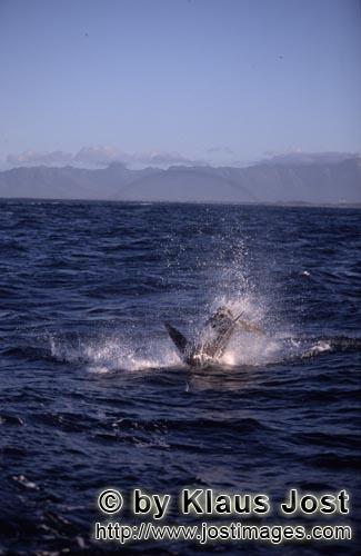 Weißer Hai/Great White shark/Carcharodon carcharias        A great white shark breaches near Seal I