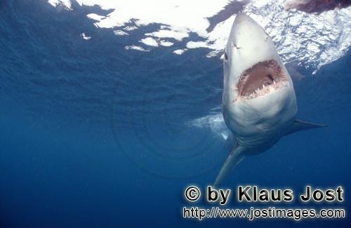 Great White Shark/Carcharodon carcharias        Born to bite: the Great White Shark        A grea