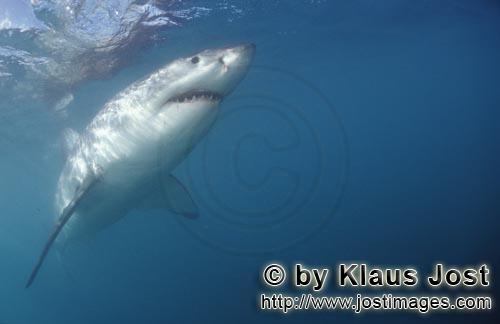 Weißer Hai/Great White shark/Carcharodon carcharias        Great White shark        