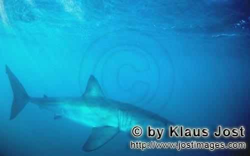 Weißer Hai/Great White shark/Carcharodon carcharias        Predator Great White Shark         A 