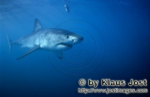 Great White shark/Carcharodon carcharias         Great White Shark searching for prey        A 