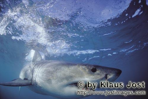 Weißer Hai/Great White Shark/Carcharodon carcharias         A perfect creation of nature: the Great