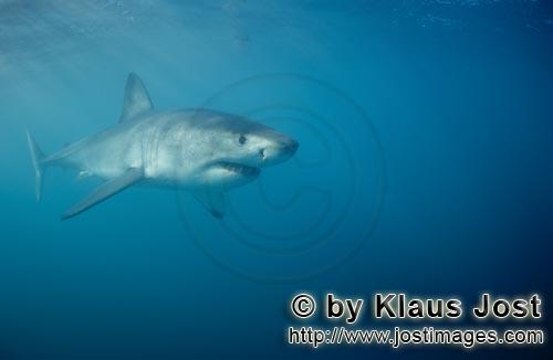 Weißer Hai/Great White shark/Carcharodon carcharias        Great White Shark searching for prey
