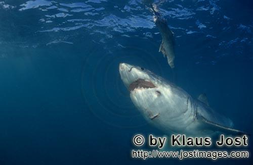 Great White Shark/Carcharodon carcharias        Great White Shark before the underwater bait       