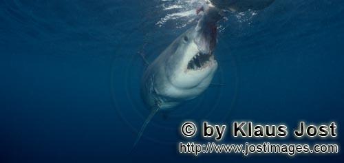 Weißer Hai/Great White Shark/Carcharodon carcharias        Great White Shark immediately before bit