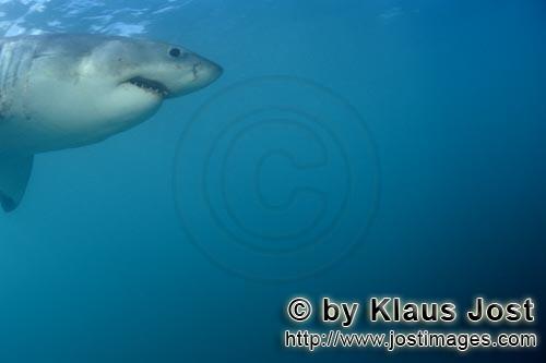 Weißer Hai/Great White shark/Carcharodon carcharias        Great White shark portrait        