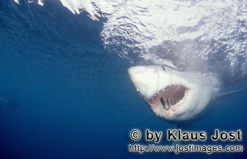 Great White shark/Carcharodon carcharias        A Great White Shark staring at the bait        A 