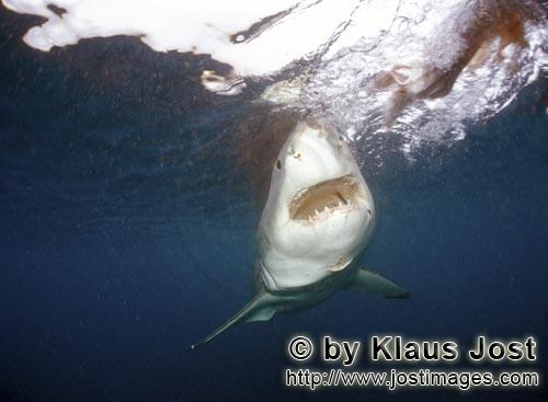 Great White shark/Carcharodon carcharias        Great White Shark staring at the bait        A gr