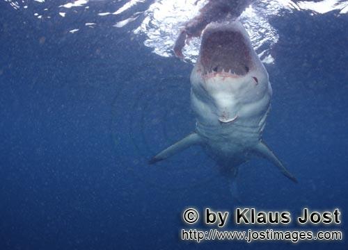 Great White shark/Carcharodon carcharias        Great White shark immediate before the biting      