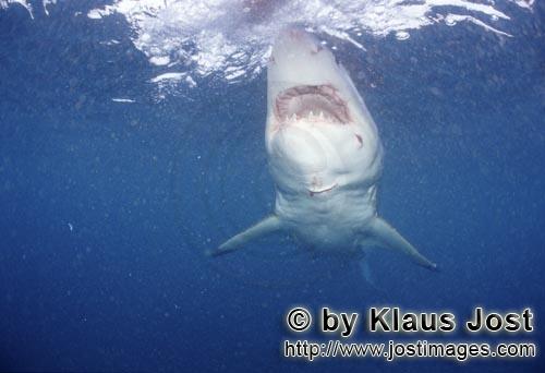 Weißer Hai/Great White shark/Carcharodon carcharias        The largest predatory shark: the Great W