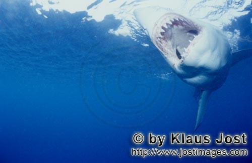 Weißer Hai/Great White shark/Carcharodon carcharias        The mouth of the Great White Shark: a de