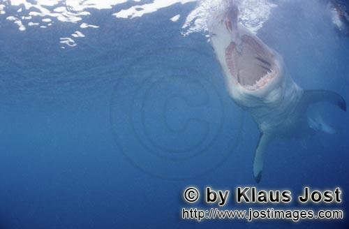 Weißer Hai/Great White shark/Carcharodon carcharias        Wide open mouth of the Great White Shark