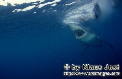 Weißer Hai/Great White shark/Carcharodon carcharias        Great White Shark - a seal´s eye view</
