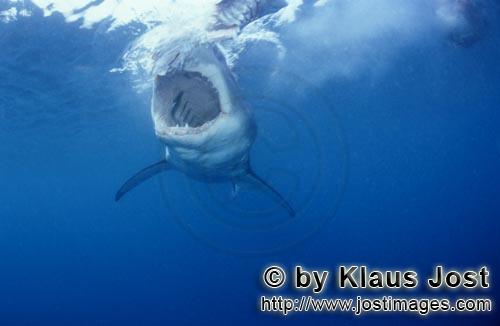 Weißer Hai/Great White shark/Carcharodon carcharias        Throat of the Great White shark         
