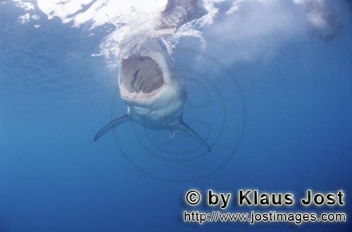 Great White shark/Carcharodon carcharias        The mouth of the Great White Shark: a deadly weapon<