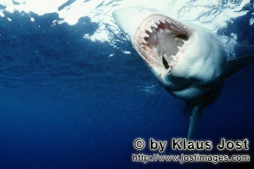 Weißer Hai/Great White shark/Carcharodon carcharias        The teeth of the Great White Shark - pr