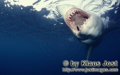 Weißer Hai/Great White shark/Carcharodon carcharias        Great White Shark - Slashing jaws      